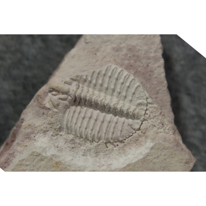 Ondontopleura markhami - silurian - Forbes. NSW. Australia