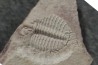 Ondontopleura markhami - silurian - Forbes NSW. Australie