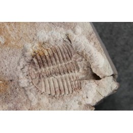 Ondontopleura markhami - silurian - Forbes NSW. Australie