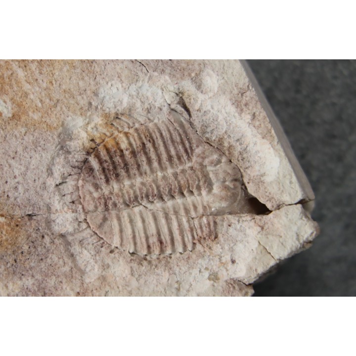 Ondontopleura markhami - silurian - Forbes NSW. Australie