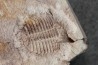 Ondontopleura markhami - silurian - Forbes NSW. Australie