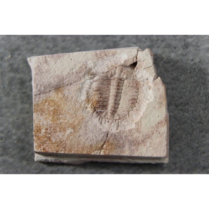 Ondontopleura markhami - silurian - Forbes NSW. Australie