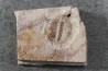 Ondontopleura markhami - silurian - Forbes. NSW. Australia