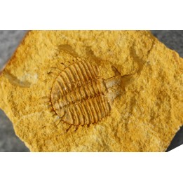 Ondontopleura markhami - silurian - Forbes. NSW. Australia