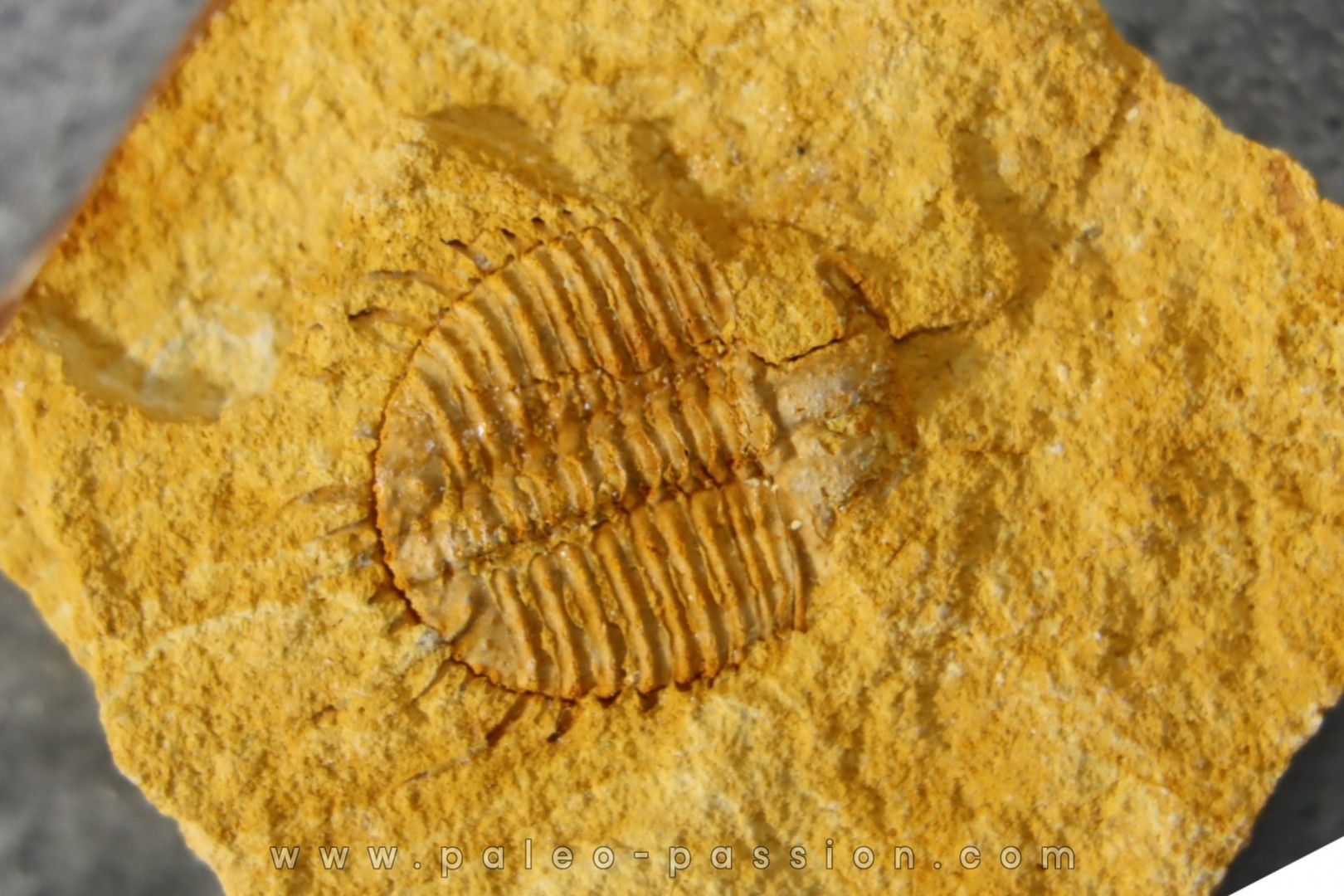 Ondontopleura markhami - silurian - Forbes NSW. Australie
