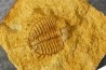 Ondontopleura markhami - silurian - Forbes. NSW. Australia