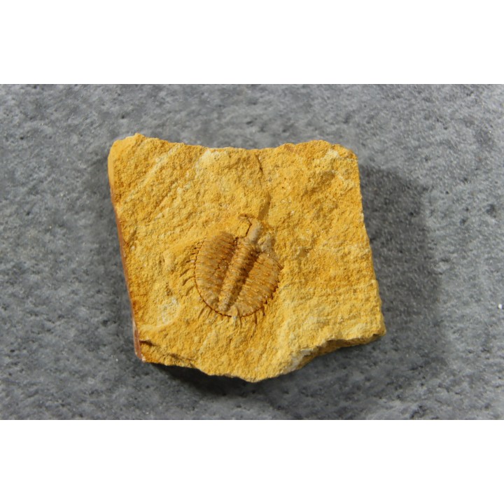 Ondontopleura markhami - silurian - Forbes. NSW. Australia