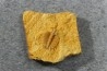 Ondontopleura markhami - silurian - Forbes NSW. Australie