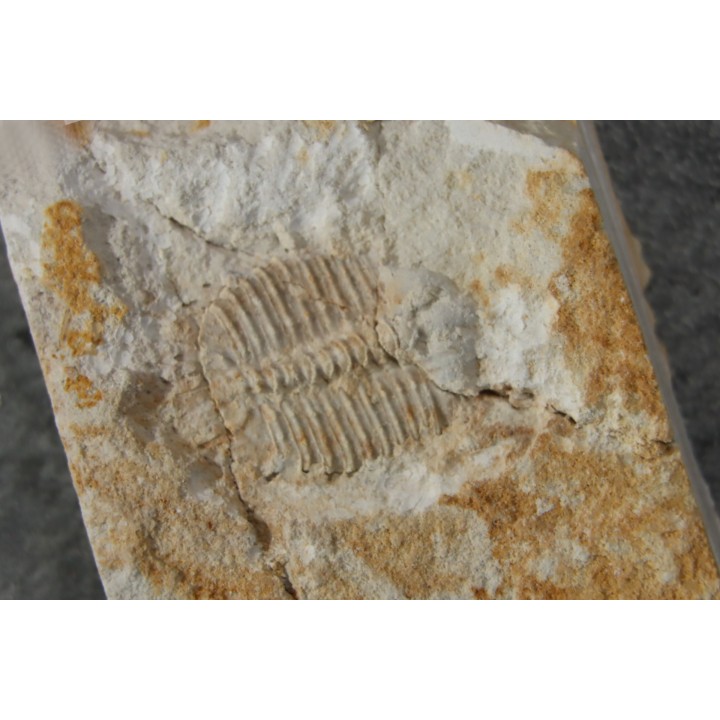 Ondontopleura markhami - silurian - Forbes NSW. Australie