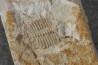 Ondontopleura markhami - silurian - Forbes NSW. Australie
