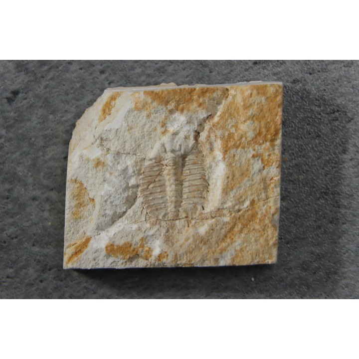 Ondontopleura markhami - silurian - Forbes NSW. Australie