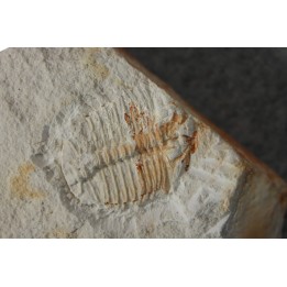 Ondontopleura markhami - silurian - Forbes. NSW. Australia