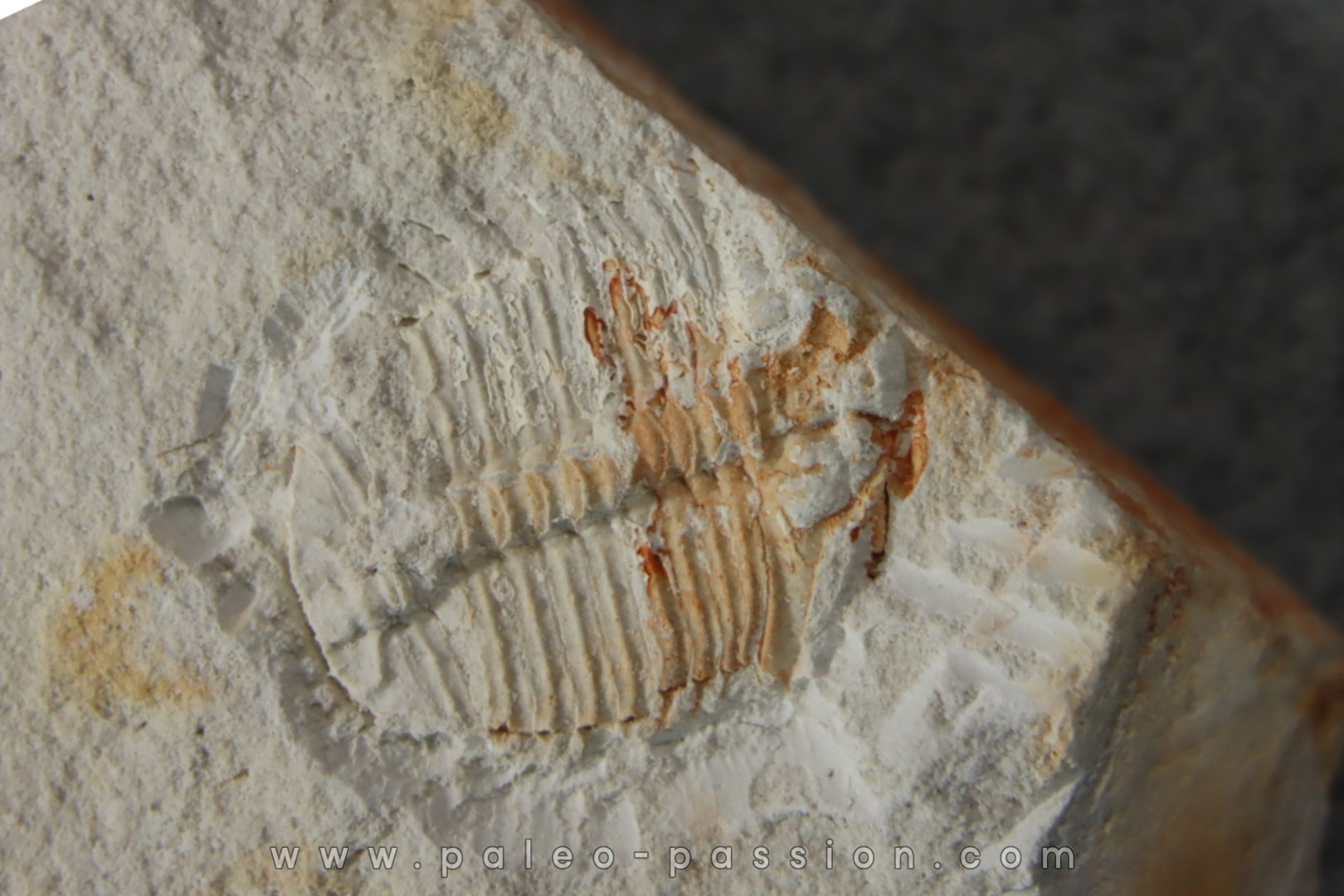 Ondontopleura markhami - silurian - Forbes NSW. Australie
