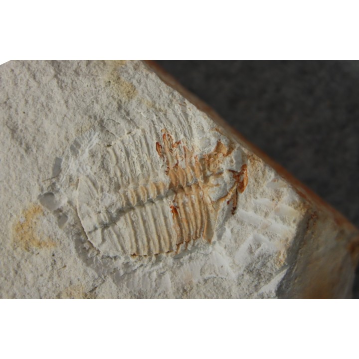 Ondontopleura markhami - silurian - Forbes. NSW. Australia