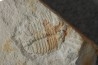 Ondontopleura markhami - silurian - Forbes NSW. Australie