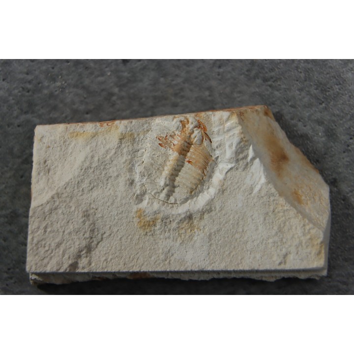 Ondontopleura markhami - silurian - Forbes NSW. Australie
