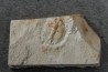 Ondontopleura markhami - silurian - Forbes NSW. Australie