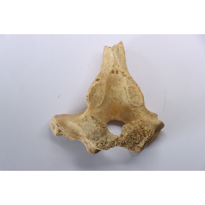 VERTEBRE D' OURS DES CAVERNES - Ursus spelaeus - Pléistocène d'Europe
