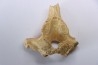 CAVERN BEAR VERTEBRA - Ursus spelaeus - Pléistocène  from  Europe.