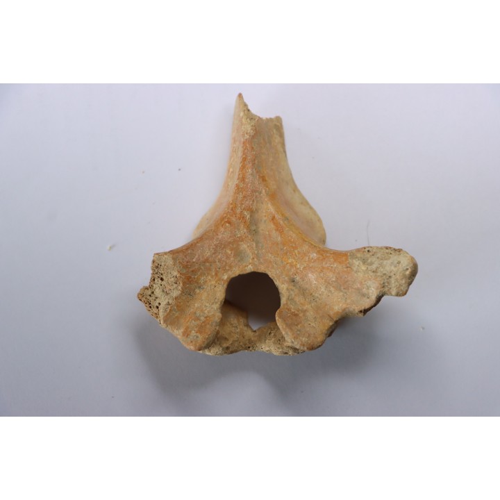 CAVERN BEAR VERTEBRA - Ursus spelaeus - Pléistocène  from  Europe.