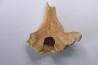 CAVERN BEAR VERTEBRA - Ursus spelaeus - Pléistocène  from  Europe.