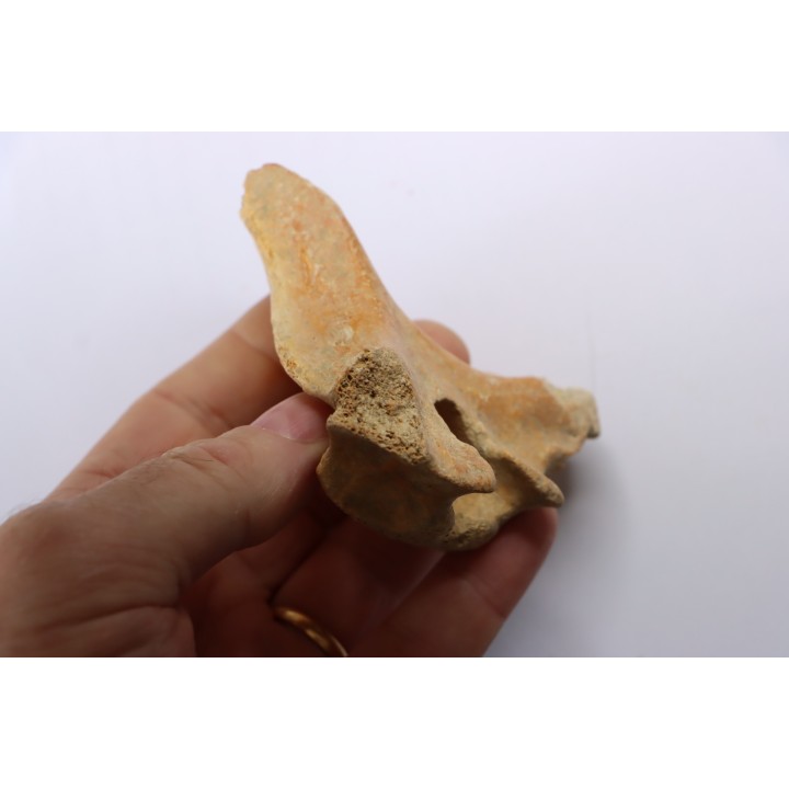 CAVERN BEAR VERTEBRA - Ursus spelaeus - Pléistocène  from  Europe.