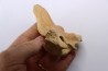 CAVERN BEAR VERTEBRA - Ursus spelaeus - Pléistocène  from  Europe.