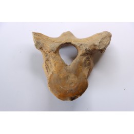 CAVERN BEAR VERTEBRA - Ursus spelaeus - Pléistocène  from  Europe.