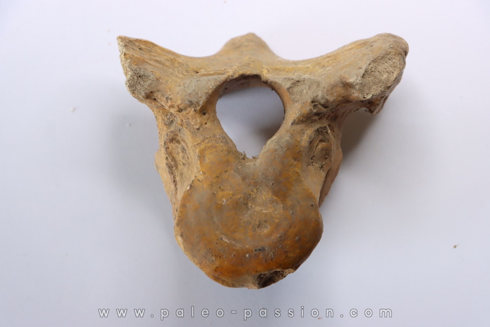 VERTEBRE D' OURS DES CAVERNES - Ursus spelaeus - Pléistocène d'Europe