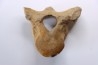 CAVERN BEAR VERTEBRA - Ursus spelaeus - Pléistocène  from  Europe.