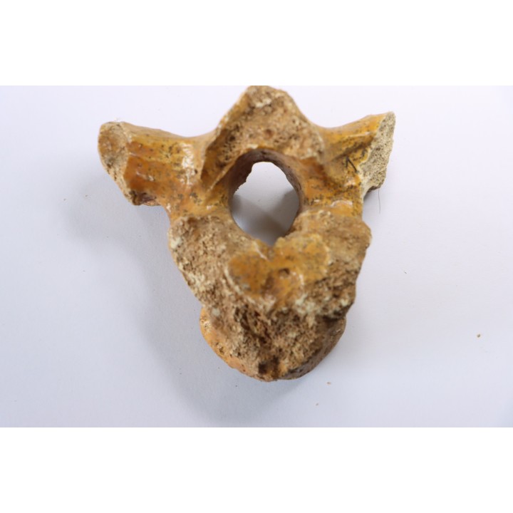 CAVERN BEAR VERTEBRA - Ursus spelaeus - Pléistocène  from  Europe.