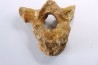 VERTEBRE D' OURS DES CAVERNES - Ursus spelaeus - Pléistocène d'Europe