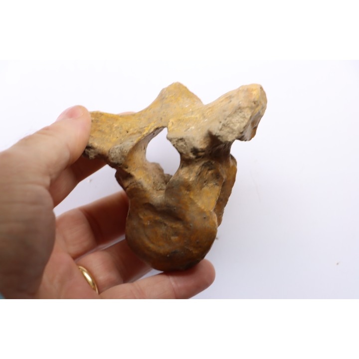 CAVERN BEAR VERTEBRA - Ursus spelaeus - Pléistocène  from  Europe.