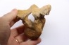 CAVERN BEAR VERTEBRA - Ursus spelaeus - Pléistocène  from  Europe.