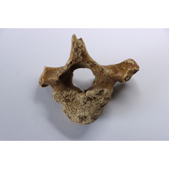 CAVERN BEAR VERTEBRA - Ursus spelaeus - Pléistocène  from  Europe.