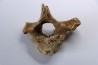 VERTEBRE D' OURS DES CAVERNES - Ursus spelaeus - Pléistocène d'Europe