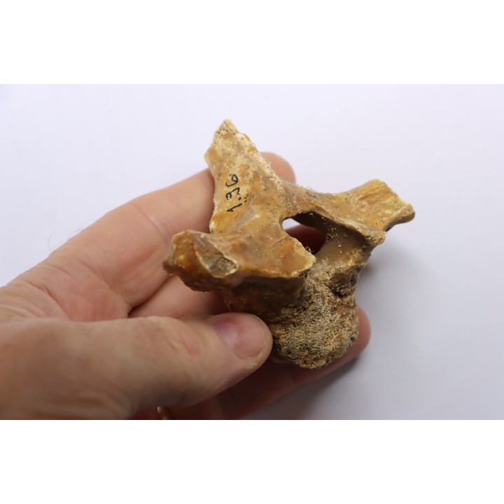 VERTEBRE D' OURS DES CAVERNES - Ursus spelaeus - Pléistocène d'Europe