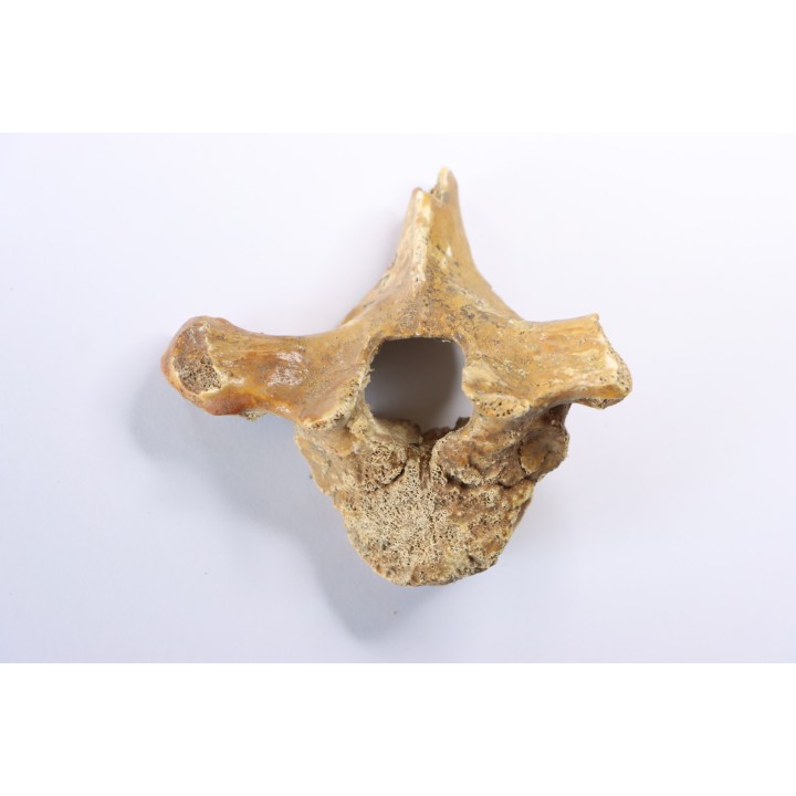 CAVERN BEAR VERTEBRA - Ursus spelaeus - Pléistocène  from  Europe.
