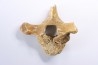 CAVERN BEAR VERTEBRA - Ursus spelaeus - Pléistocène  from  Europe.