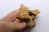 CAVERN BEAR VERTEBRA - Ursus spelaeus - Pléistocène  from  Europe.