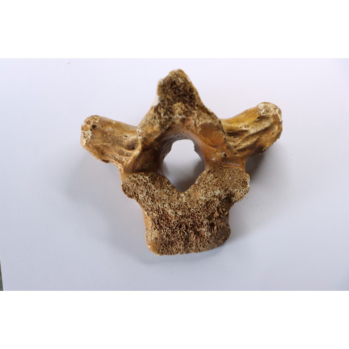 CAVERN BEAR VERTEBRA - Ursus spelaeus - Pléistocène  from  Europe.