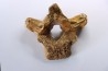 CAVERN BEAR VERTEBRA - Ursus spelaeus - Pléistocène  from  Europe.