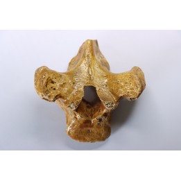 VERTEBRE D' OURS DES CAVERNES - Ursus spelaeus - Pléistocène d'Europe