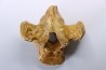 CAVERN BEAR VERTEBRA - Ursus spelaeus - Pléistocène  from  Europe.