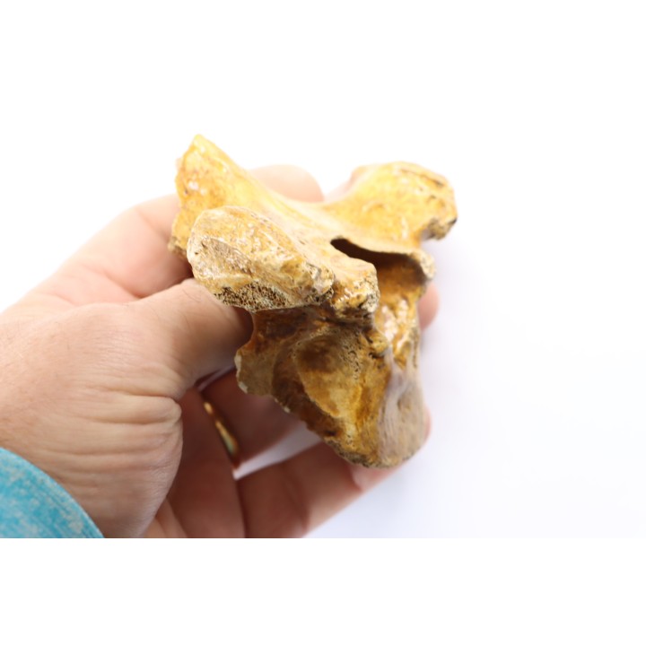 CAVERN BEAR VERTEBRA - Ursus spelaeus - Pléistocène  from  Europe.