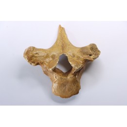 VERTEBRE D' OURS DES CAVERNES - Ursus spelaeus - Pléistocène d'Europe
