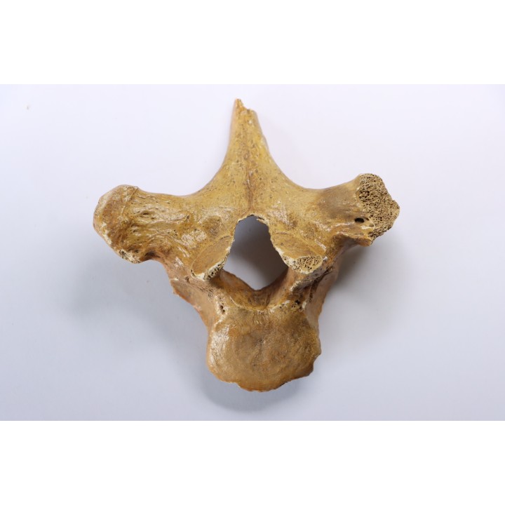 CAVERN BEAR VERTEBRA - Ursus spelaeus - Pléistocène  from  Europe.