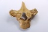 VERTEBRE D' OURS DES CAVERNES - Ursus spelaeus - Pléistocène d'Europe