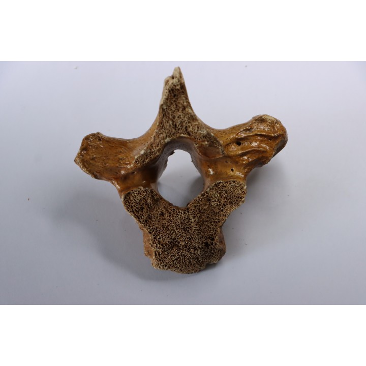 VERTEBRE D' OURS DES CAVERNES - Ursus spelaeus - Pléistocène d'Europe