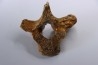 VERTEBRE D' OURS DES CAVERNES - Ursus spelaeus - Pléistocène d'Europe
